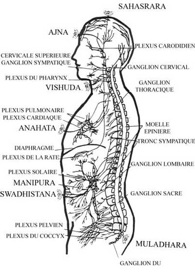 Les principaux Chakras