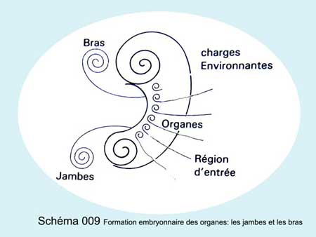 Formation embryonnaire des organes