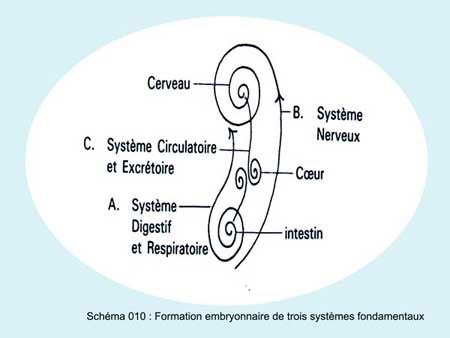 Formation embryonnaire des systèmes fondamentaux