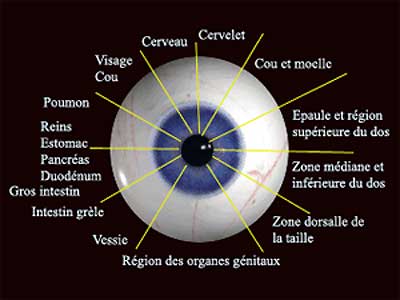 La condition occulaire du globe