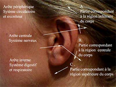 La condition des oreilles