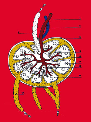 Les ganglions lymphatiques